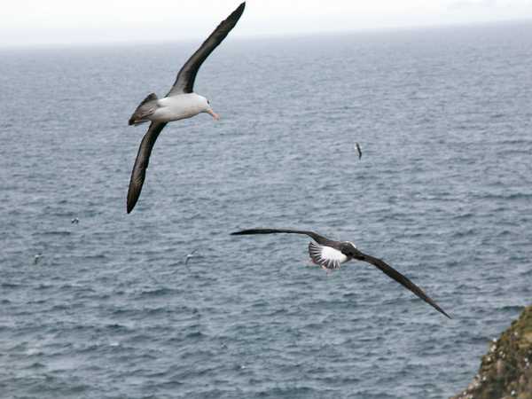 Saunders Island. Albatros si lanciano dalla scogliera