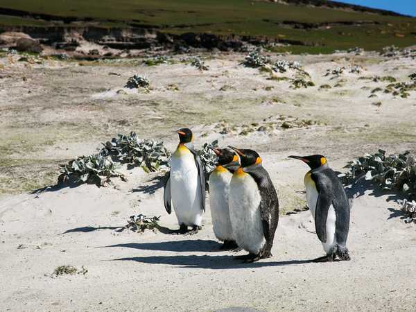 Saunders Island. L'isola ospita una piccola colonia di pinguini reali.