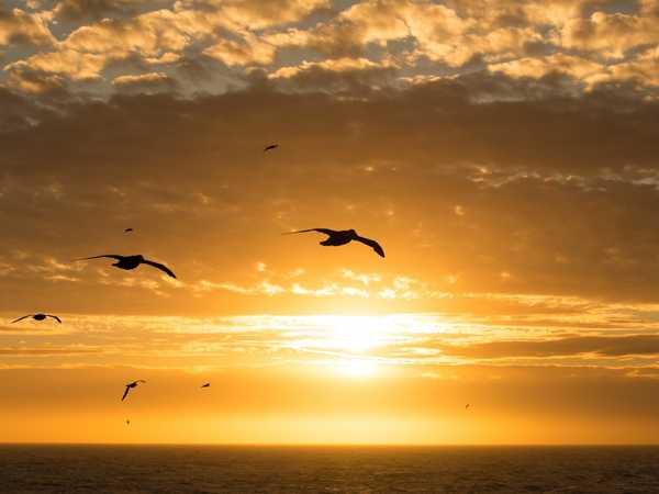 Ombre di albatros e procellarie al tramonto nel braccio di mare tra la Terra del Fuoco e le Falkland