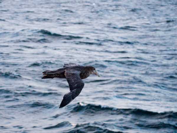 Una procellaria (giant storm petrel) in volo sull'oceano delle Falkland