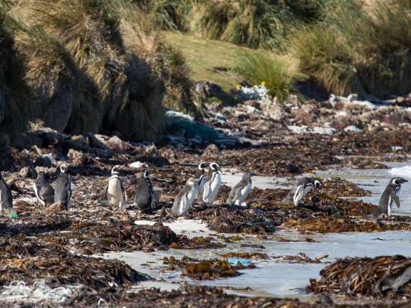 Pinguini di Magallanes - Carcass Island