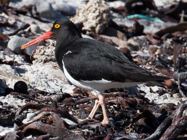 Un oystercatcher (beccaccia di mare) sulla spiaggia di Carcass Island