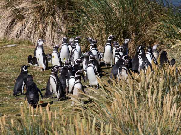 Pinguini di Magallanes - Carcass Island