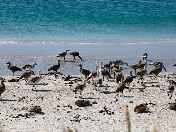 Cauquenes (otarde patagoniche) sulla spiaggia Leopard Beach - Carcass Island