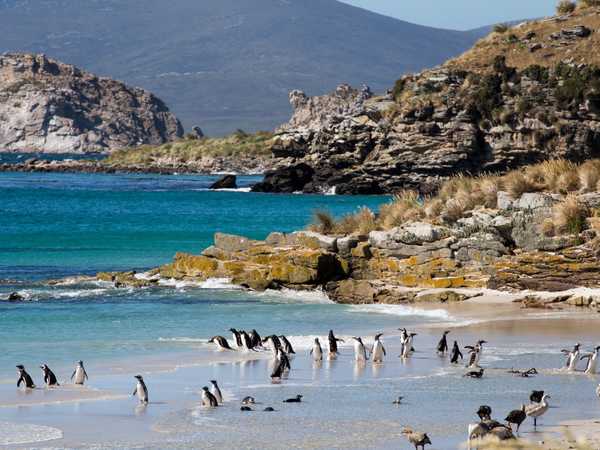 La stupenda Leopard Beach popolata da pinguini di Magallanes e altre specie di uccelli - Carcass Island