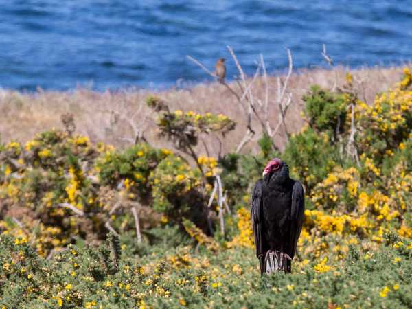 Un avvoltoio ammaestrato che assieme a un gruppo di caracara striati ('Johnny Rooks birds') fa da guardia alla fattoria dei McGill