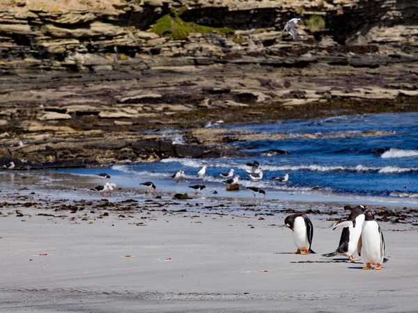 Pinguini di Magallanes e oystercatchers - Carcass Island