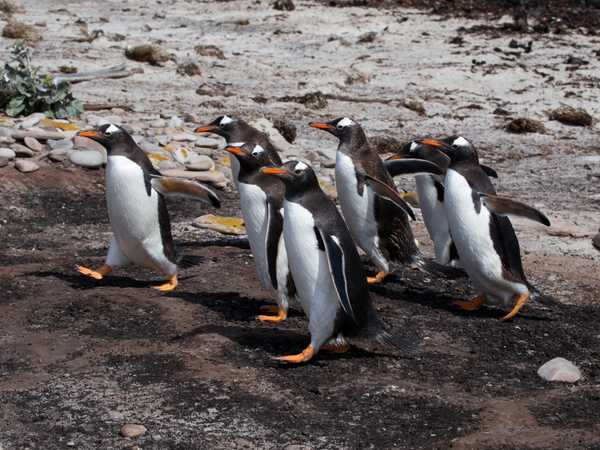 Pinguini gentoo - Saunders Island