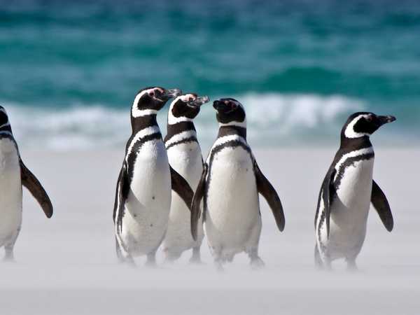 Pinguini di Magallanes - Saunders Island