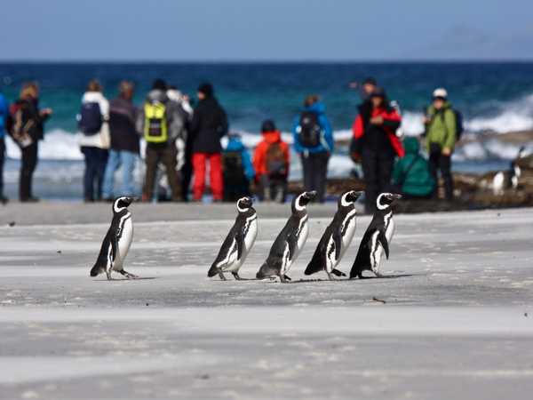 Chi è l'osservato e chi è l'osservatore? Saunders Island