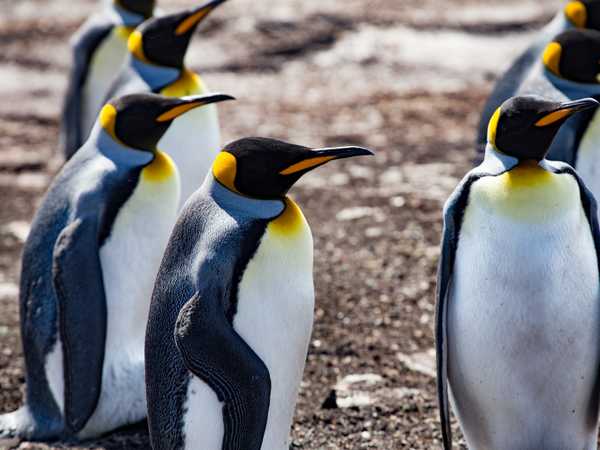 King penguins - Saunders Island
