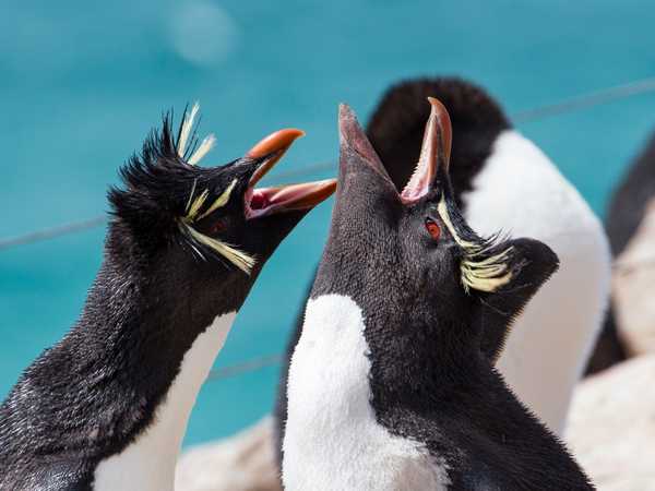 Rockhopper penguins (pinguini saltaroccia) - Saunders Island