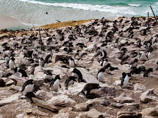 Rockhopper penguins (pinguini saltaroccia) - Saunders Island