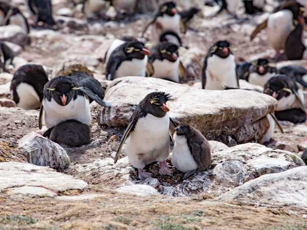 Rockhopper penguins (pinguini saltaroccia) - Saunders Island