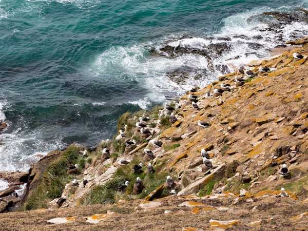 La scogliera dove nidificano i 'black browed albatros' (albatros dalle sopracciglia nere) - Saunders Island