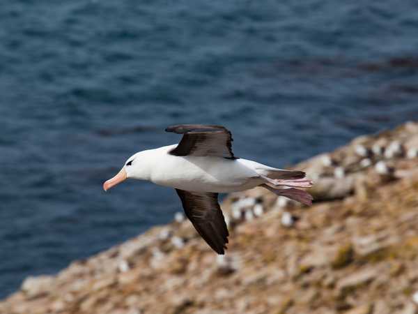 Un albatros spicca il volo - Saunders Island