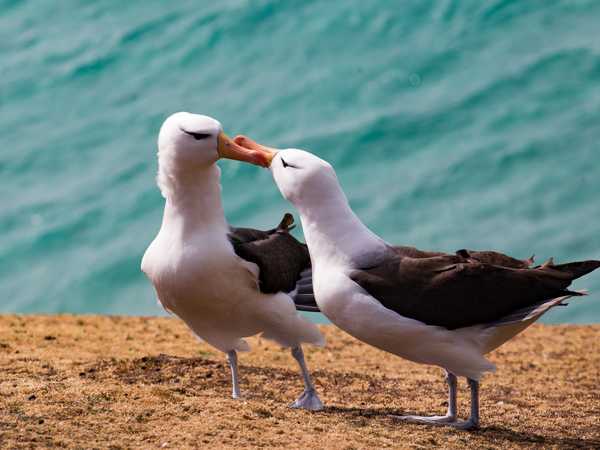 Bacio tra albatros - Saunders Island