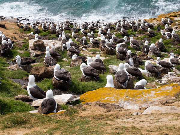 La scogliera dove nidificano i 'black browed albatros' (albatros dalle sopracciglia nere) - Saunders Island