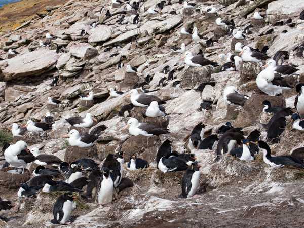 La scogliera dove nidificano i 'black browed albatros' (albatros dalle sopracciglia nere), assieme a cormorani e pinguini saltaroccia - Saunders Island