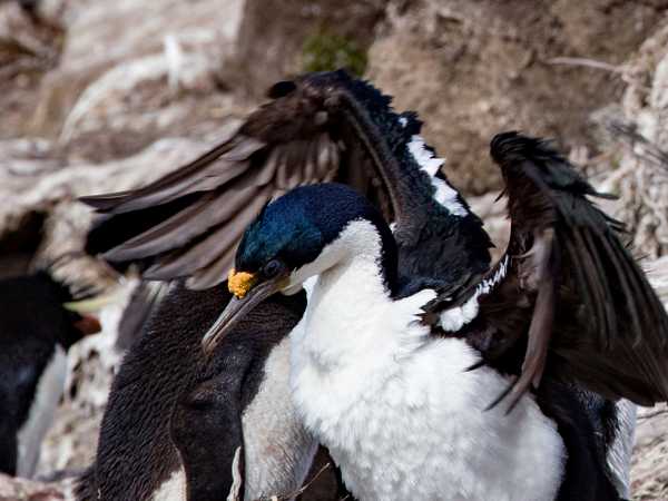 Un cormorano dagli occhi blu (blue eyes shag) dispiega le ali per asciugarle - Saunders Island