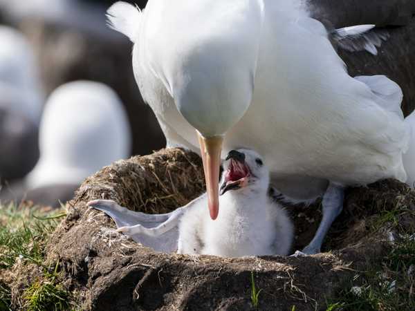 Mamma albatros accudisce il pulcino - Saunders Island