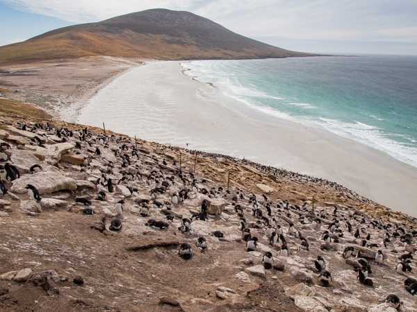 L'istmo di Saunders Island popolato da colonie di pinguini saltaroccia, cormorani e albatros