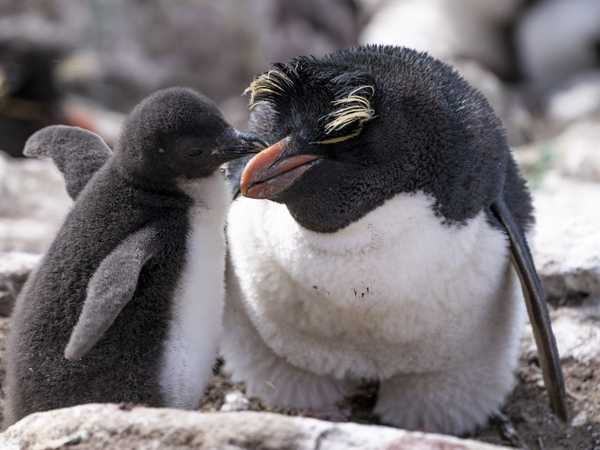 Rockhopper penguin col pulcino - Saunders Island