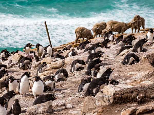 Le pecore della famiglia Poole-Evans pascolano vicino alla colonia dei pinguini saltaroccia - Saunders Island