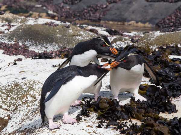 Discussione tra pinguini saltaroccia - Saunders Island