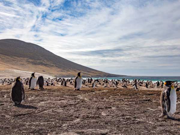 Varie specie di pinguini sulla spiaggia di Saunders Island