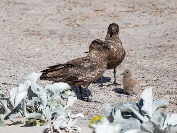 Una coppia di skua (i terribili stercorari) col loro piccolo - Saunders Island