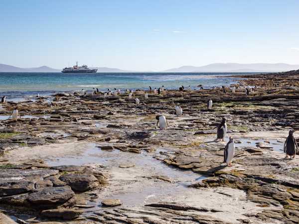 Pinguini gentoo e sullo sfondo la Plancius - Saunders Island