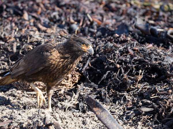 Un brown caracara rovista tra le alghe - Saunders Island