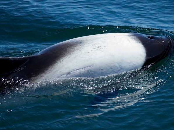 Delfino di Commerson, dalla caratteristica banda centrale bianca. Si trovano solo nelle acque delle Falkland e nel braccio di mare tra Argentina e Falkland.