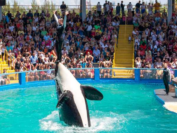 Miami Seaquarium - lo show di Lolita 'the killer whale'