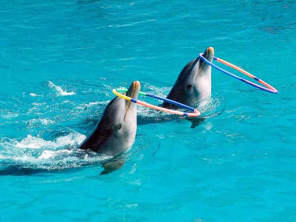 Miami Seaquarium