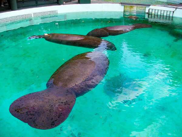 Miami Seaquarium - la vasca dei lamantini