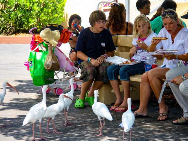 Miami Seaquarium - un gruppo di ibis molto interessato alla pizza dei visitatori
