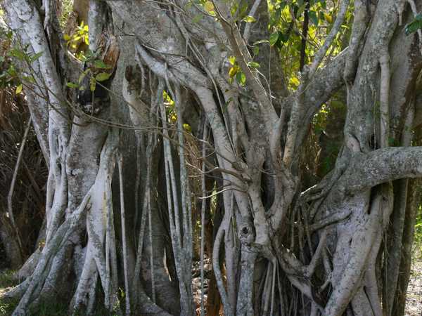 Everglades National Park - Radici di un grande baniano