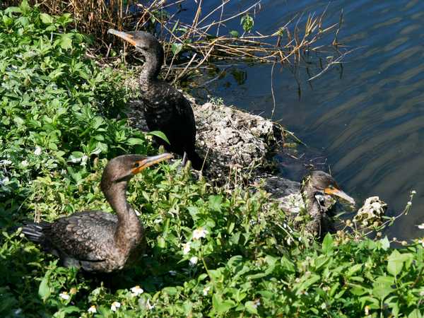Everglades National Park