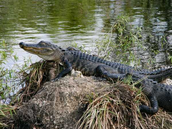 Everglades National Park