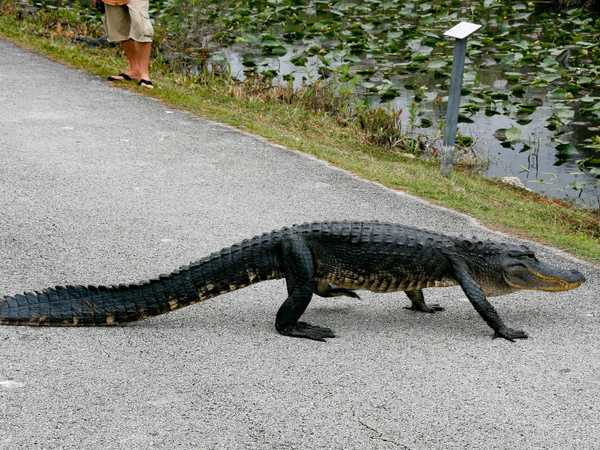 Everglades National Park - attraversamento pedonale fuori dalle strisce