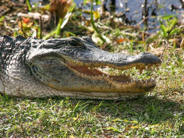 Everglades National Park