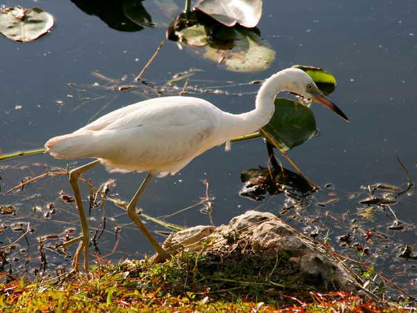Everglades National Park
