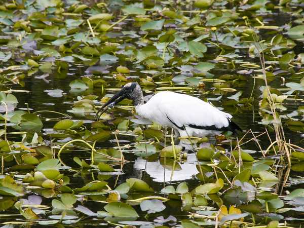 Everglades National Park