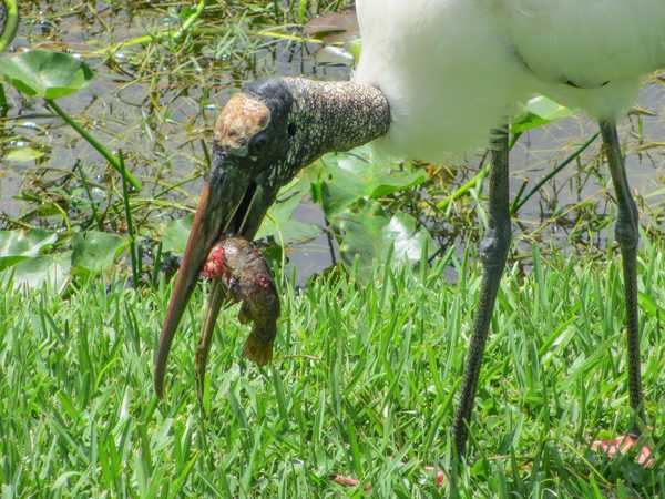 Everglades National Park - il pasto dello jabiru