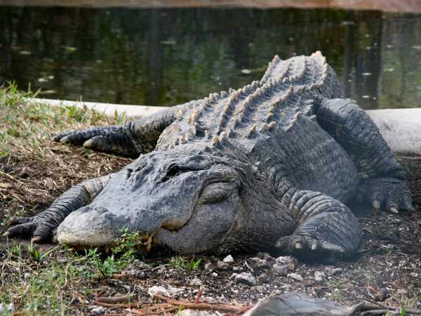 'Big Mum', un enorme alligatore centenario nella riserva gestita dagli indiani Miccosukee