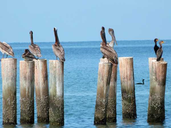 Pellicani e cormorani sul molo di Naples