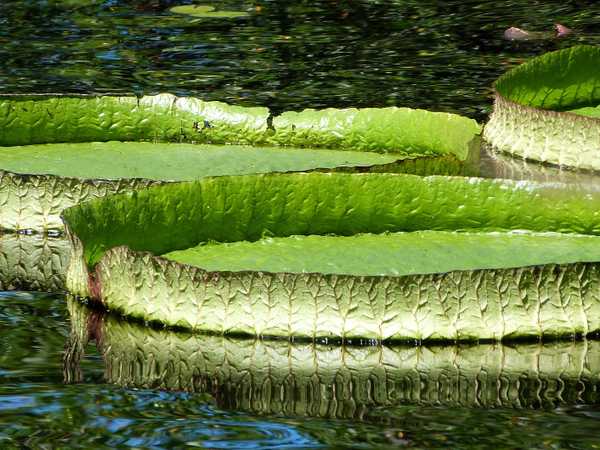 Naples Botanical Garden
