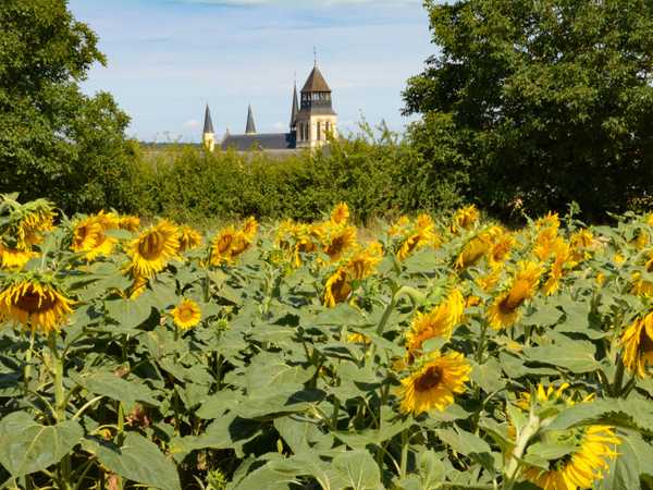 Sbuca tra i girasoli l'Abbaye Royale di Fontevraud